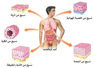 الانسجة الانسان