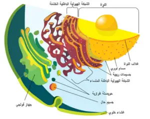 جهاز كولجي
