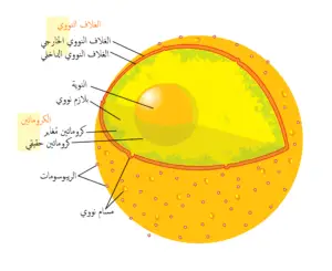 نواة الخلية