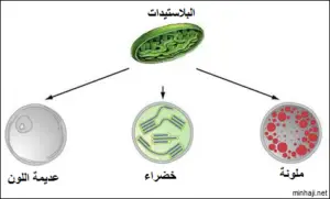 البلاستيدات